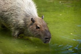 cute capybara in the water
