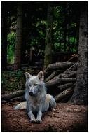 Wolf White