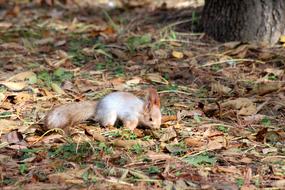 squirrel looks at autumn foliage