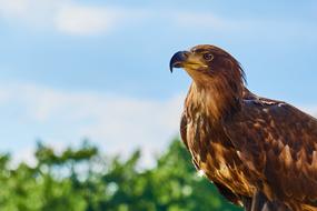 Sababurg Castle Animal Adler