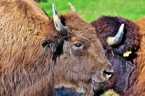 Bison Buffalo Horns American