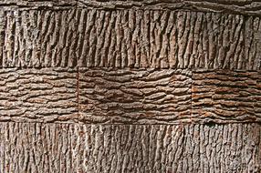 Tree Bark Background