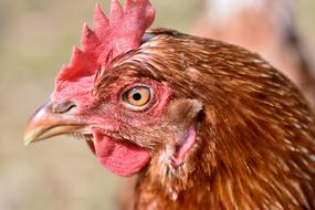 Chicken Hen Poultry Free range