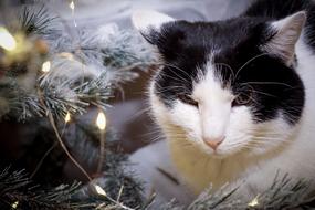 Christmas Cat Animal