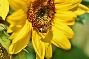 bee in a sunflower in the garden