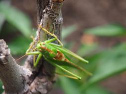 Grasshopper Green Garden