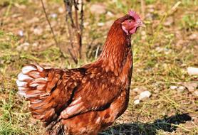 Chicken Hen Poultry