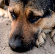 Dog Animal