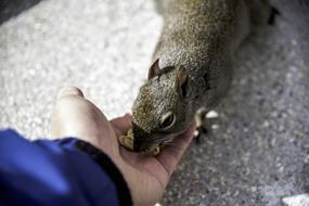 hand fed nuts to squirrel