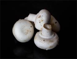 white mushroom on a black background