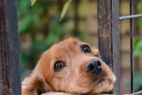 Dog Friend Cute