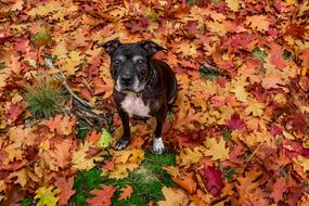 portrait of Dog Amstaff in Autumn