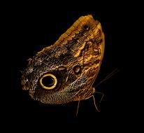 Animal Butterfly Insect