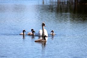 swan with her children in the water
