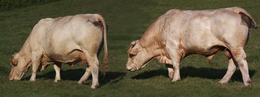 Cow Bull Animal