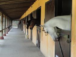 cute horses in the stall