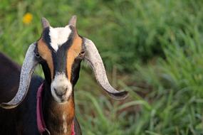 Goat Farm Animal