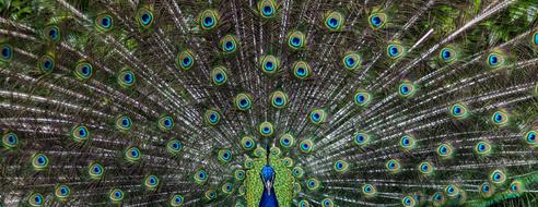 Peacock Bird Pen