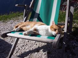 Cat Relax Nature