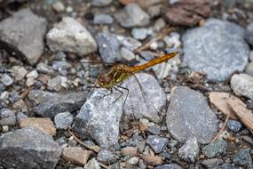 Darter Sympetrum Dragonfly Insect on stones