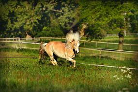 running horse in nature