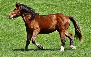 Horse Ride Equestrian walking on grass
