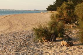 Beach Sand Végetation
