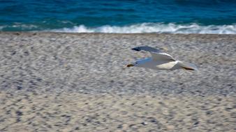 Seagull Sea Beach