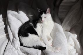 black and white Cute Cat