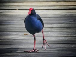 New Zealand Bird Pukeko