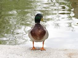 male mallard Duck on beach near water