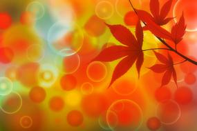 background desktop autumn orange