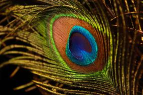 Peacock Feather Wing Bird