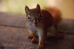 squirrel with fluffy tail, close-up