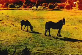 Horse Animal Mammal
