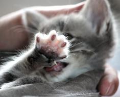 Chartreux Hybrid Cat