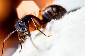 Ant Insect Macro