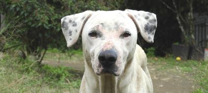 Dog Animal Canine