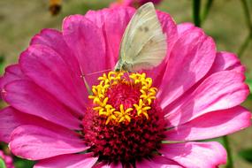 Butterfly Insect Nature