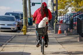 a man carrying a dog on a bicycle