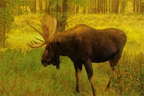 bull moose in forest close up