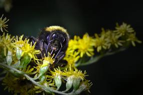Hummel Summer Insect Close