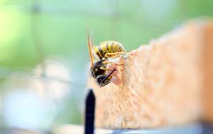 Insect Wasp Prey