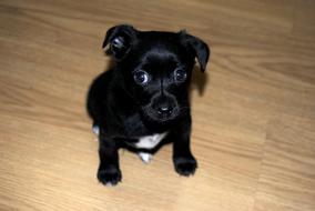 black Dog Animals Puppy