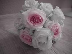 bouquet of white pink roses for a wedding