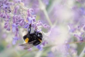 Hummel Insect Animal