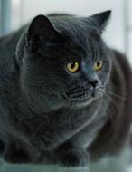 Cat Pet Domestic