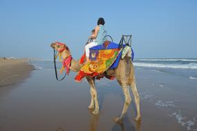 Camel ride At The Beach