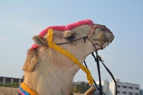 Camel At The Beach