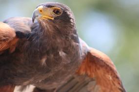 Bird Raptor Animal